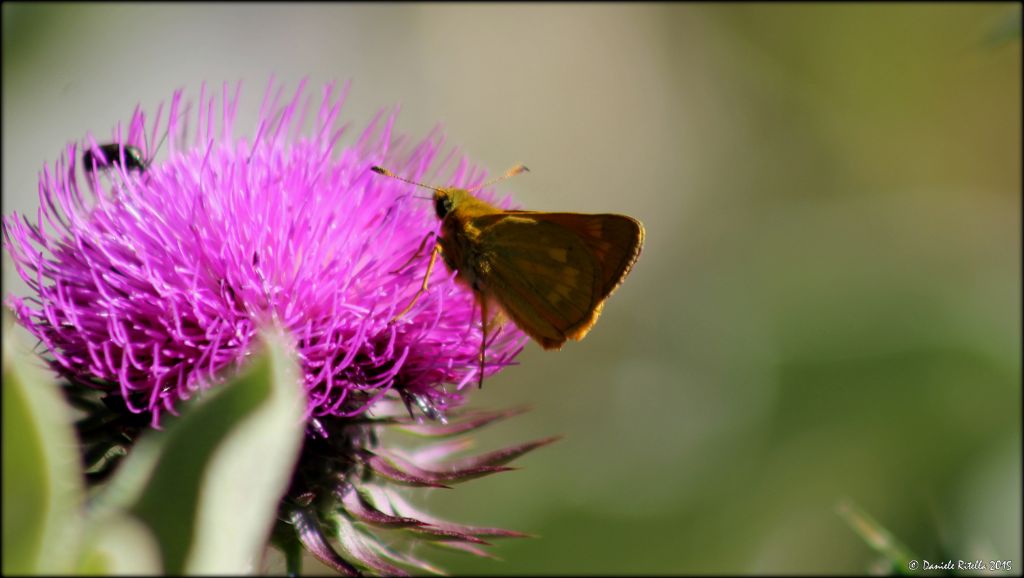 Ident. Lepidottero - Ochlodes sylvanus
